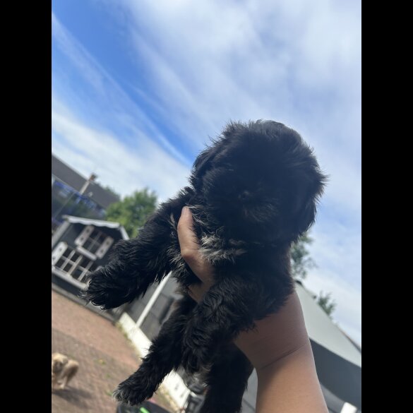 Shih Tzu - Both