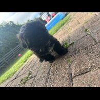Shih Tzu - Both