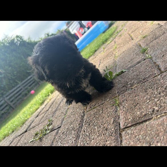 Shih Tzu - Both