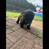Shih Tzu - Both