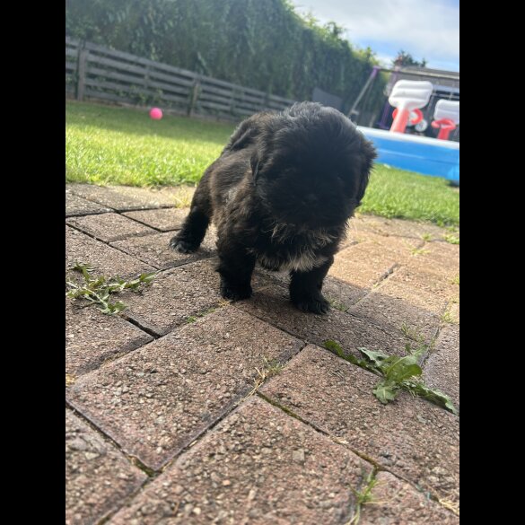 Shih Tzu - Both