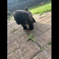 Shih Tzu - Both