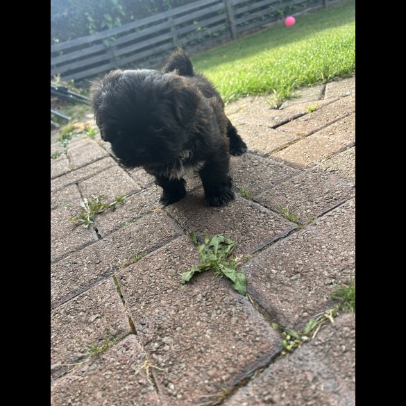 Shih Tzu - Both
