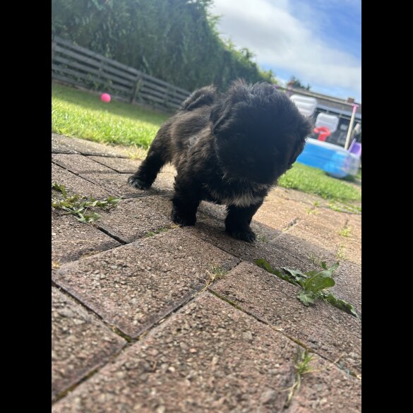 Shih Tzu - Both