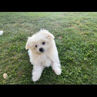Shih Tzu - Both