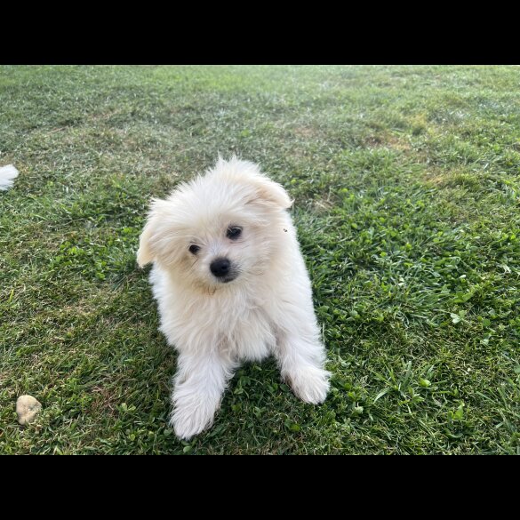 Shih Tzu - Both