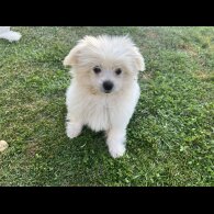 Shih Tzu - Both