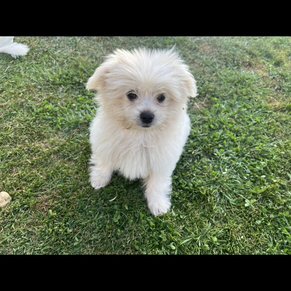 Shih Tzu - Both