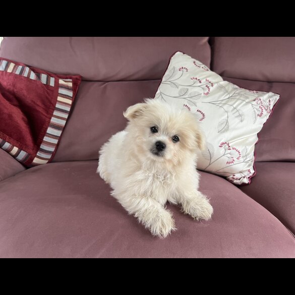 Shih Tzu - Both