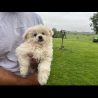 Shih Tzu - Both