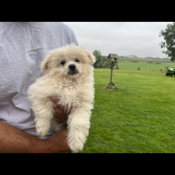 Shih Tzu - Both