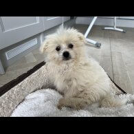Shih Tzu - Both