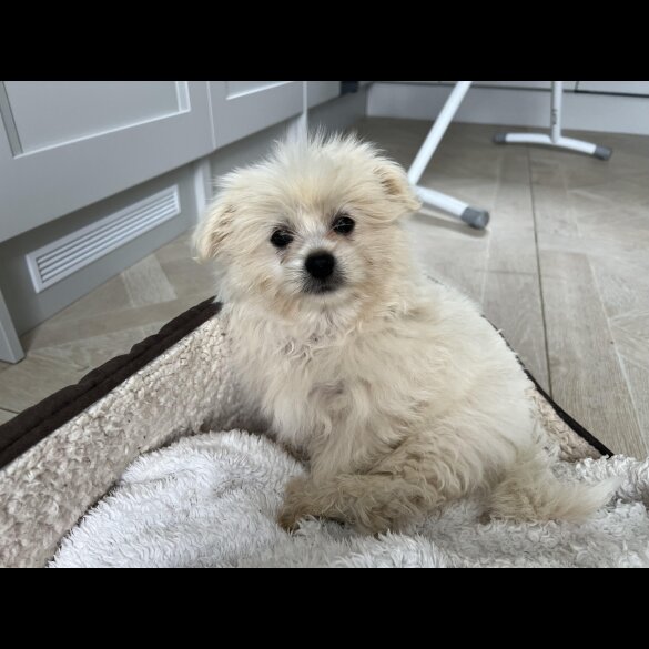 Shih Tzu - Both