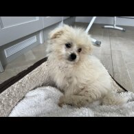Shih Tzu - Both