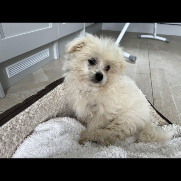 Shih Tzu - Both