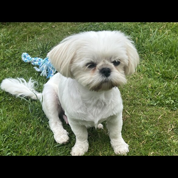 Shih Tzu - Both