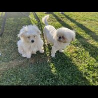 Shih Tzu - Both