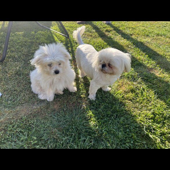 Shih Tzu - Both
