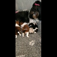 Shih Tzu - Both
