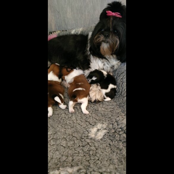 Shih Tzu - Both