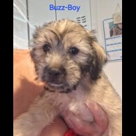 Shih Tzu - Both