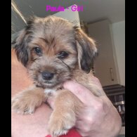 Shih Tzu - Both