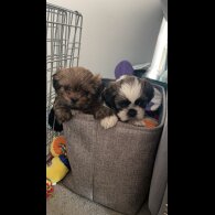 Shih Tzu - Bitches