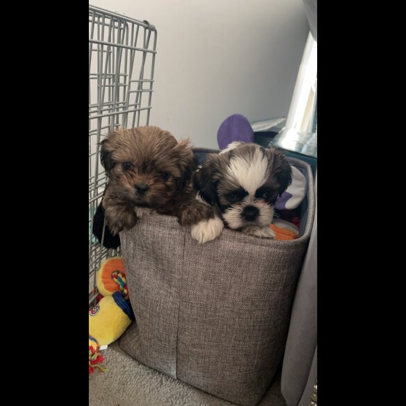 Shih Tzu - Bitches