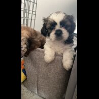 Shih Tzu - Bitches