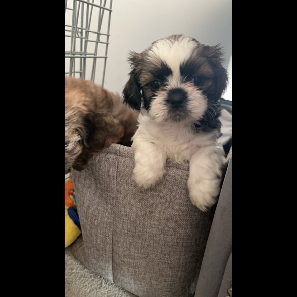 Shih Tzu - Bitches