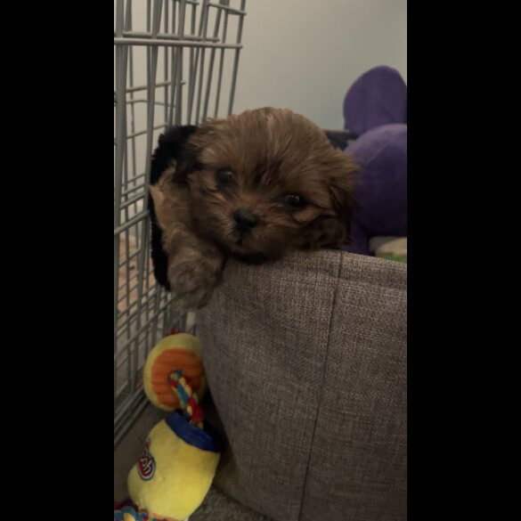 Shih Tzu - Bitches