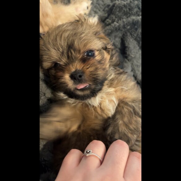 Shih Tzu - Bitches