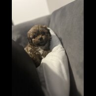 Shih Tzu - Bitches