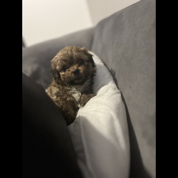Shih Tzu - Bitches