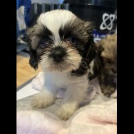 Shih Tzu - Bitches