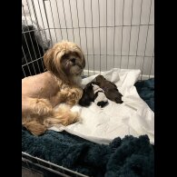 Shih Tzu - Bitches