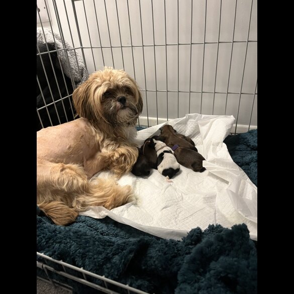 Shih Tzu - Bitches