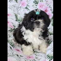 Shih Tzu - Both