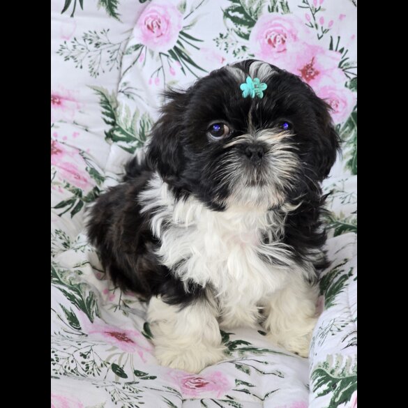 Shih Tzu - Both