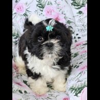 Shih Tzu - Both