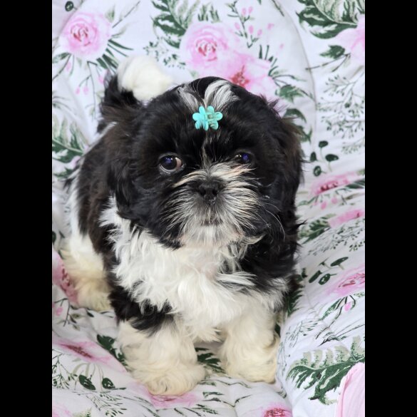 Shih Tzu - Both
