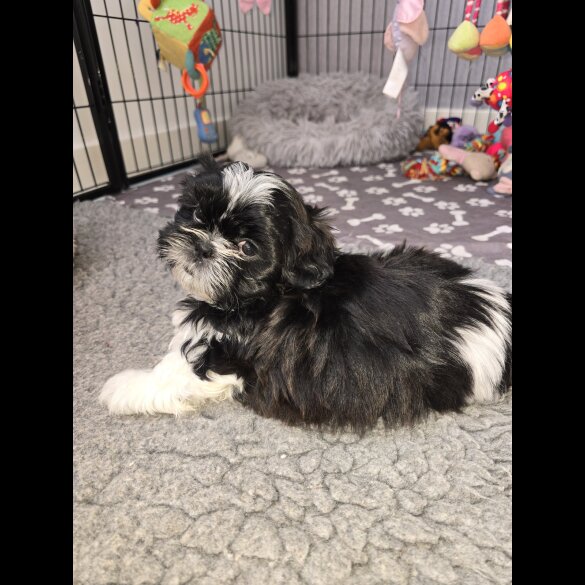 Shih Tzu - Both