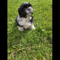 Shih Tzu - Both