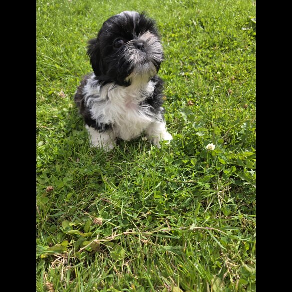 Shih Tzu - Both