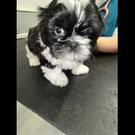 Shih Tzu - Both