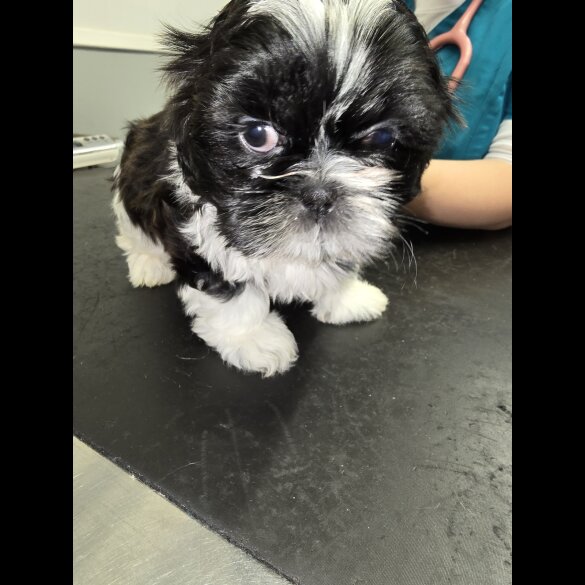 Shih Tzu - Both