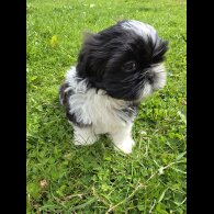 Shih Tzu - Both
