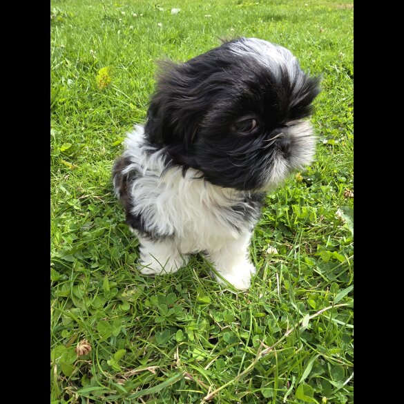 Shih Tzu - Both