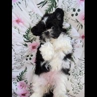 Shih Tzu - Both