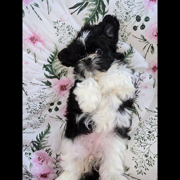Shih Tzu - Both